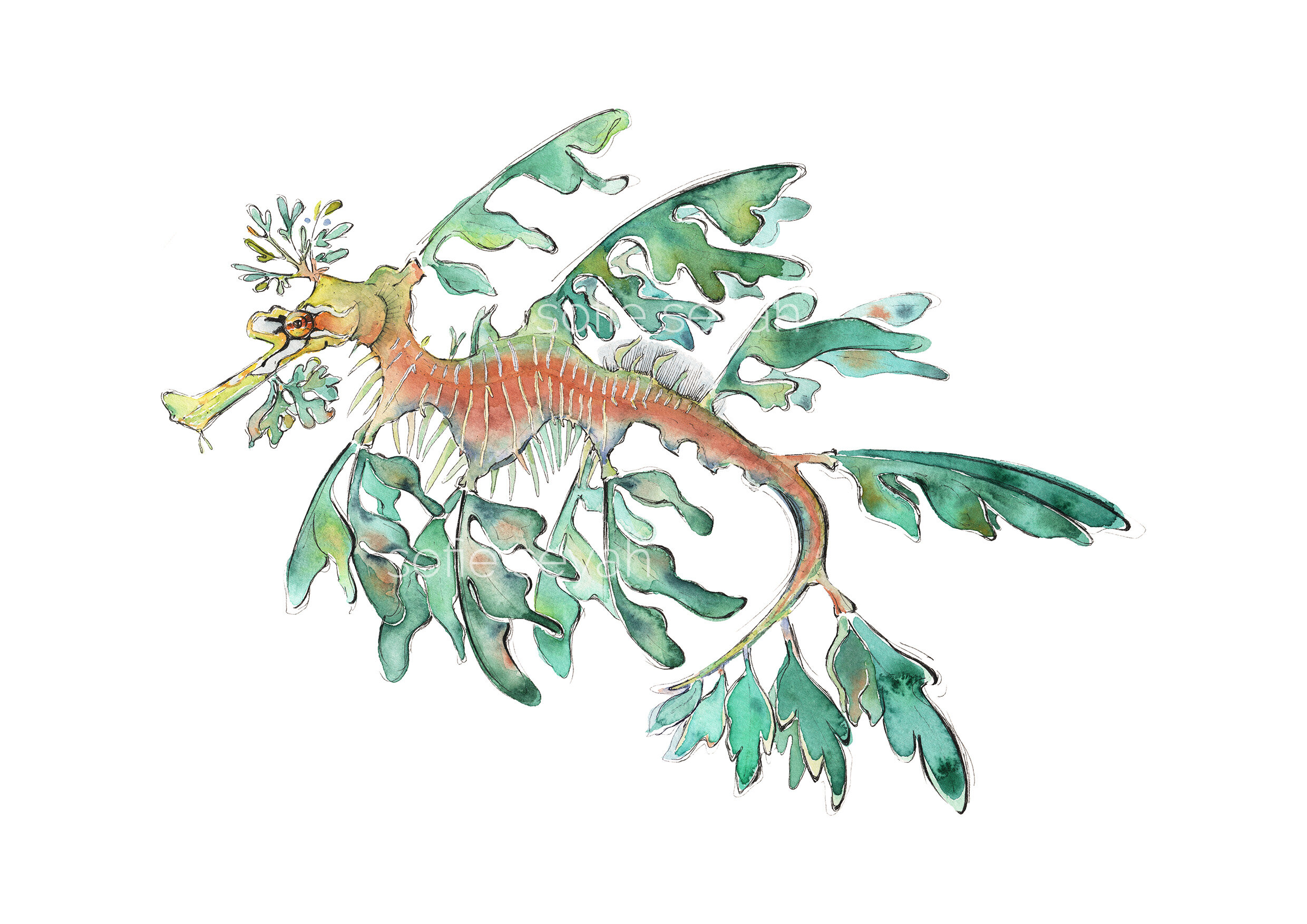 Watercolour Leafy Sea Dragon Eco Art Print — sofie seyah