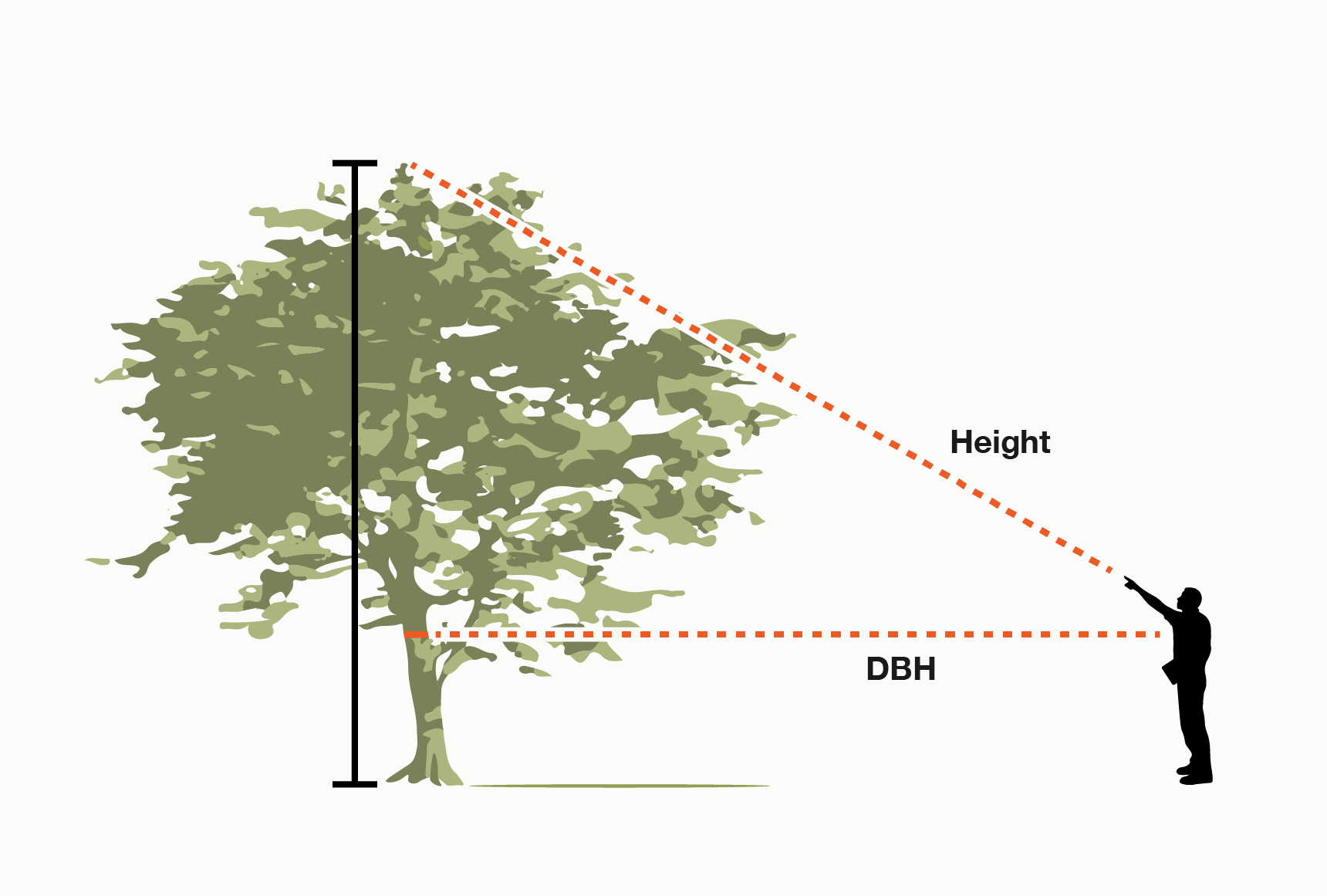 Le pouvoir des arbres : Comment les arbres stockent-ils le carbone et comment le mesurer ?