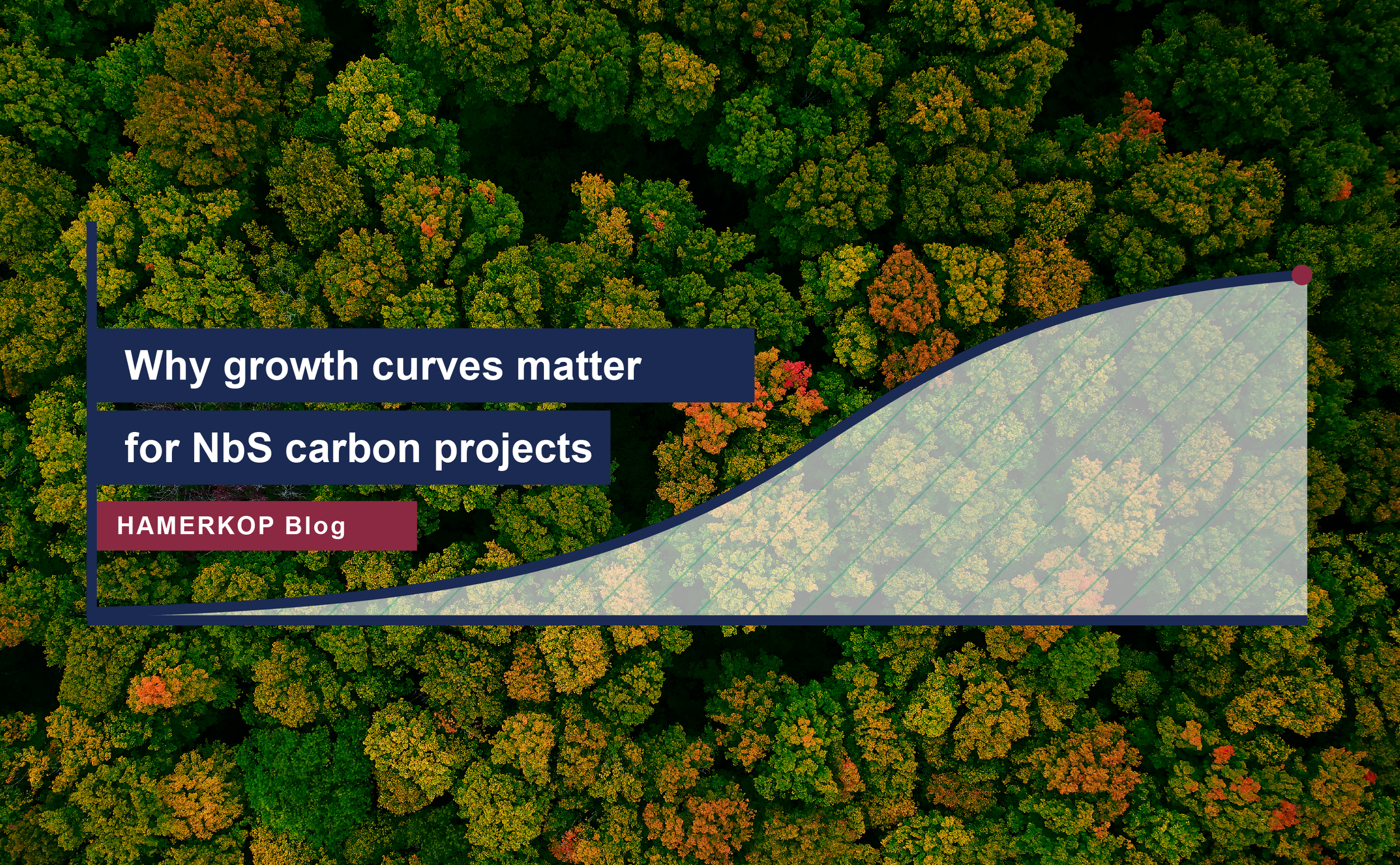 Why Growth Curves Matter for NbS Carbon Projects