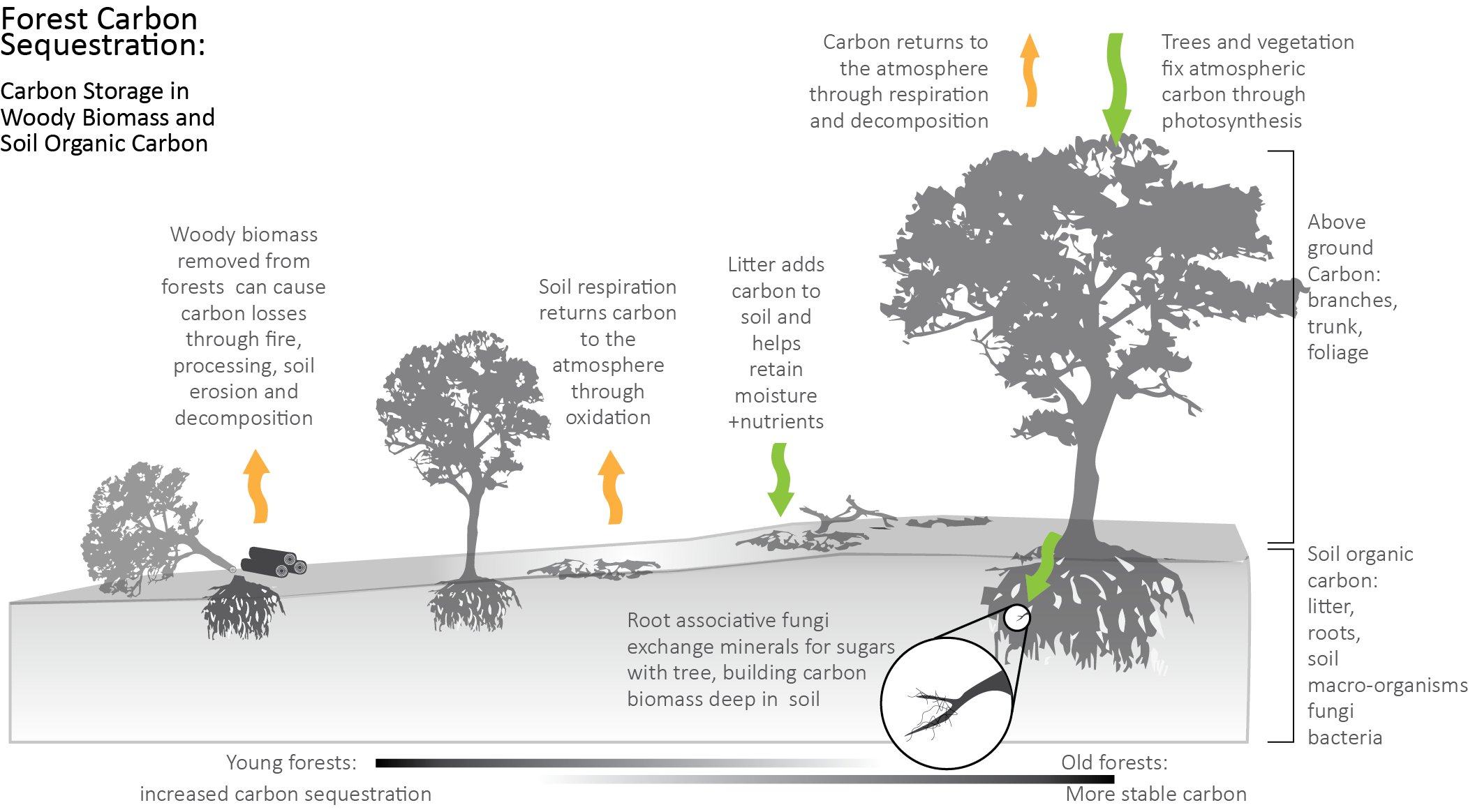 le-pouvoir-des-arbres-comment-les-arbres-stockent-ils-le-carbone-et