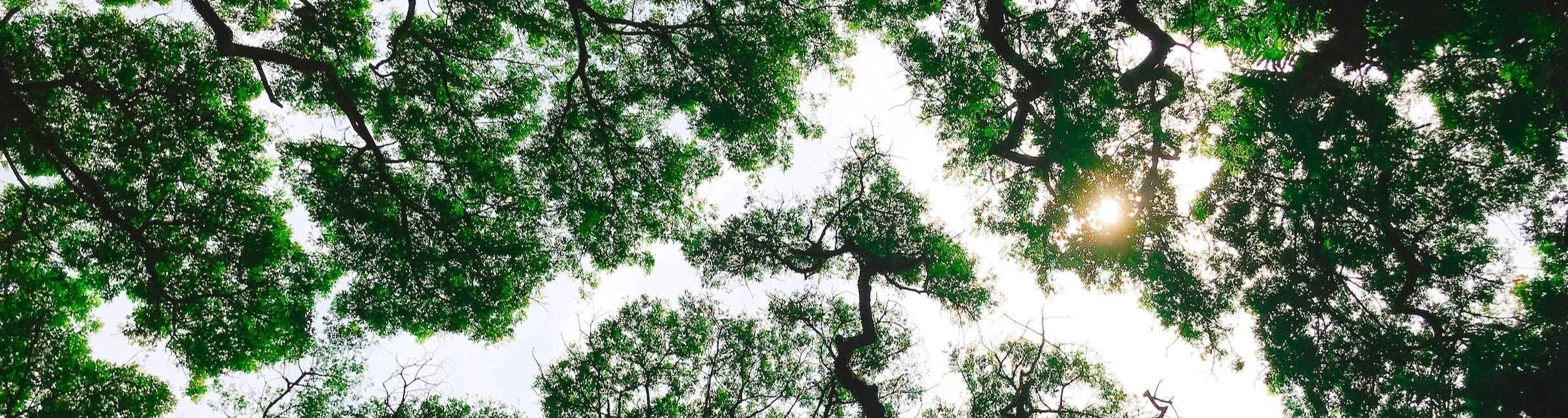 The Power of Trees How do trees store carbon and how do we measure it