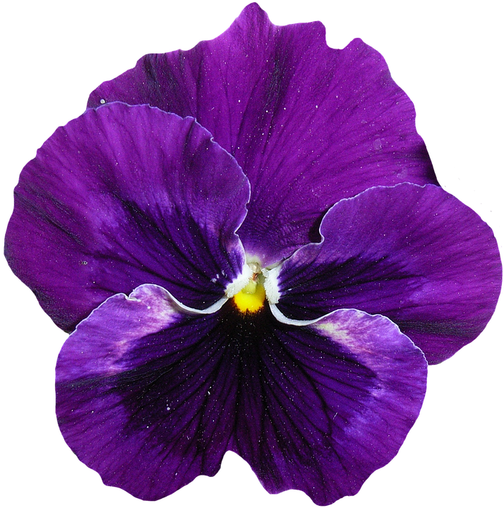 pansy-1385946_960_720.png