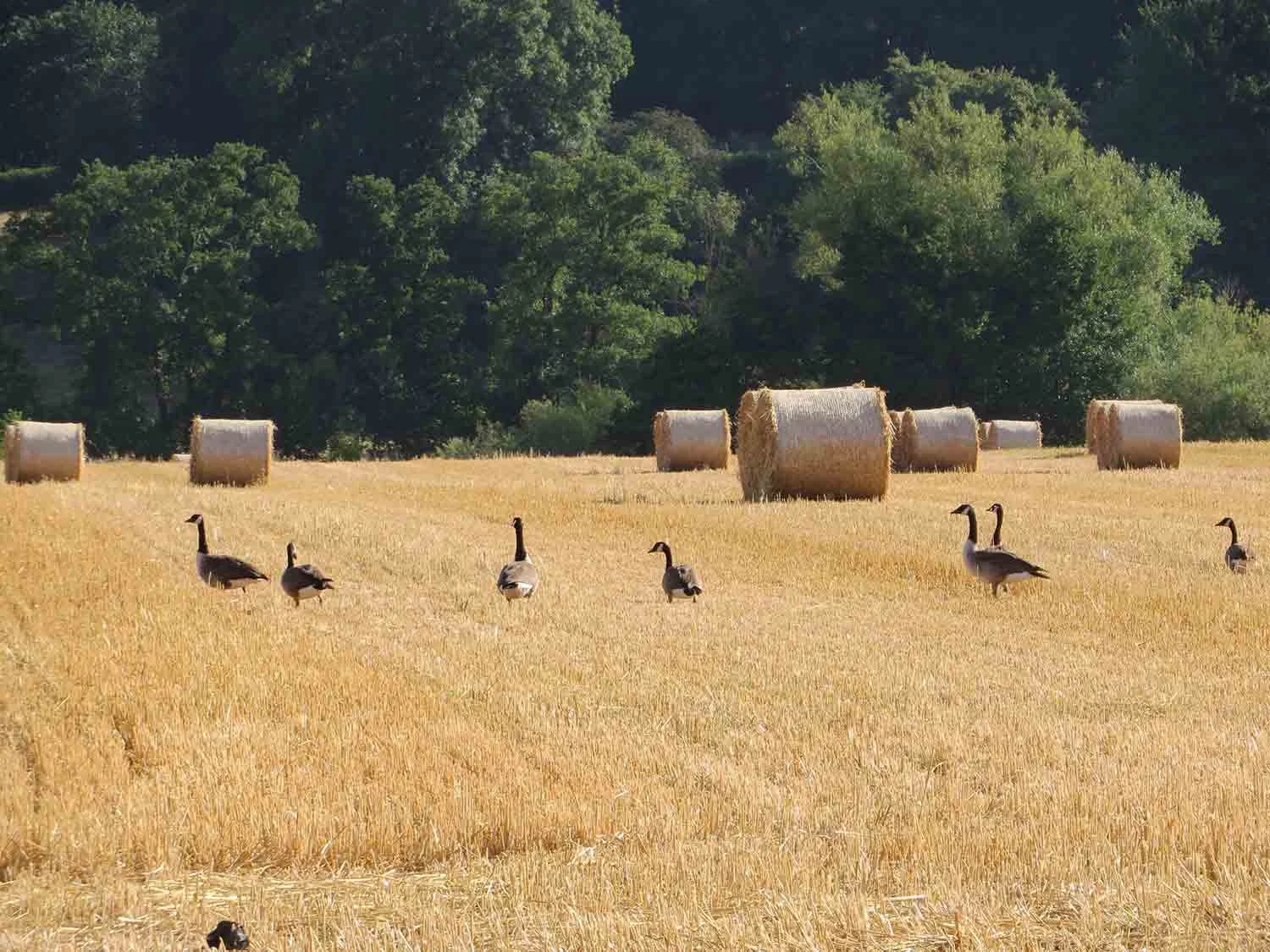 Geese-at-Gilestone-Glamping-with-hot-tubs-in-mid-Wales.jpg