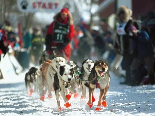 Dog Mushing: An Interactive Presentation with a Real Sled Dog!