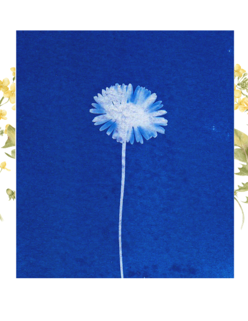 Sunlight Fossil Prints Summer Reading Program