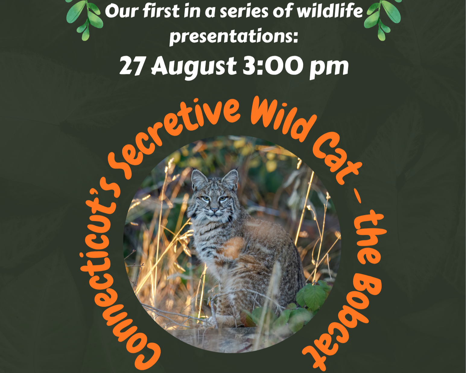 Wildlife Series | The Bobcat