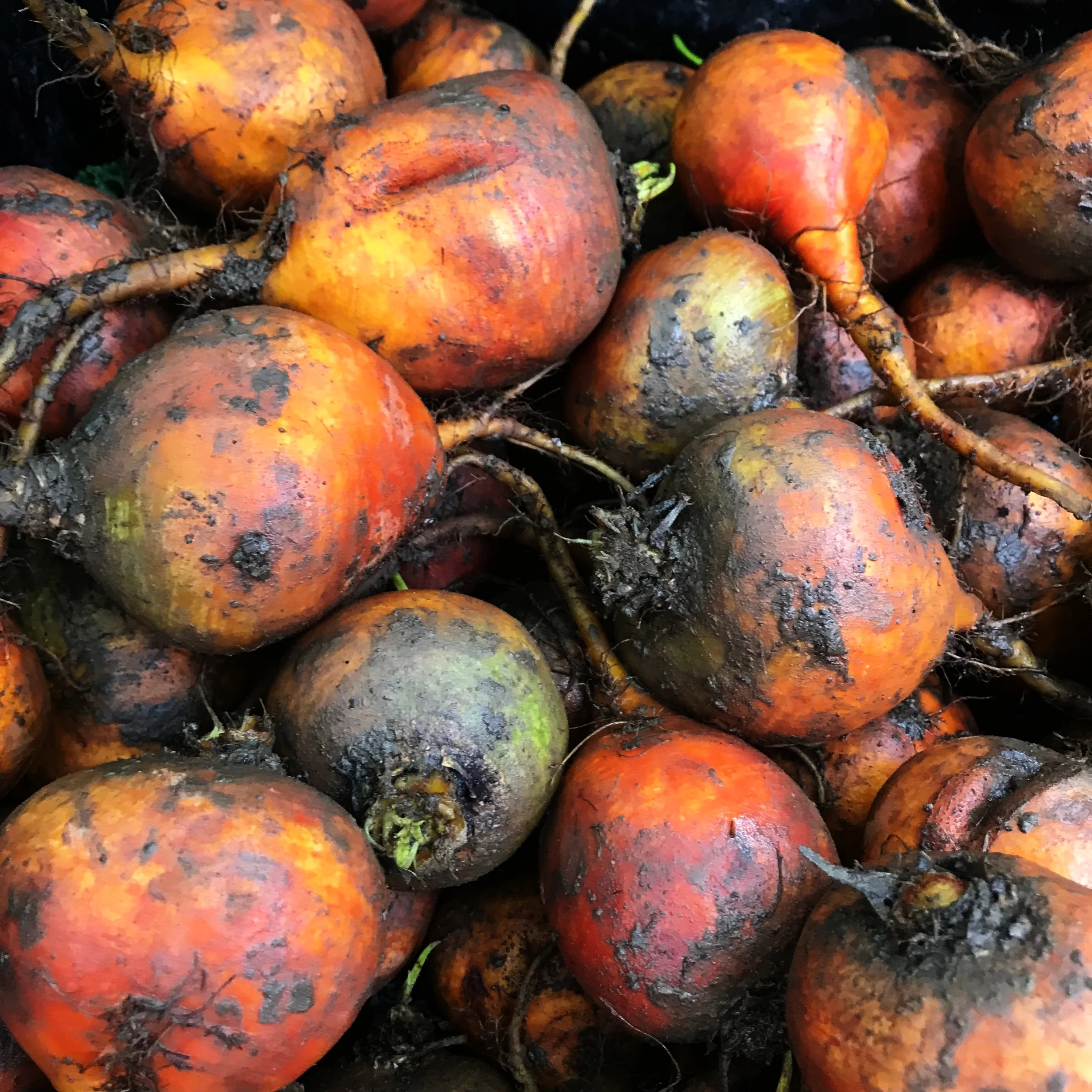 Golden beetroot