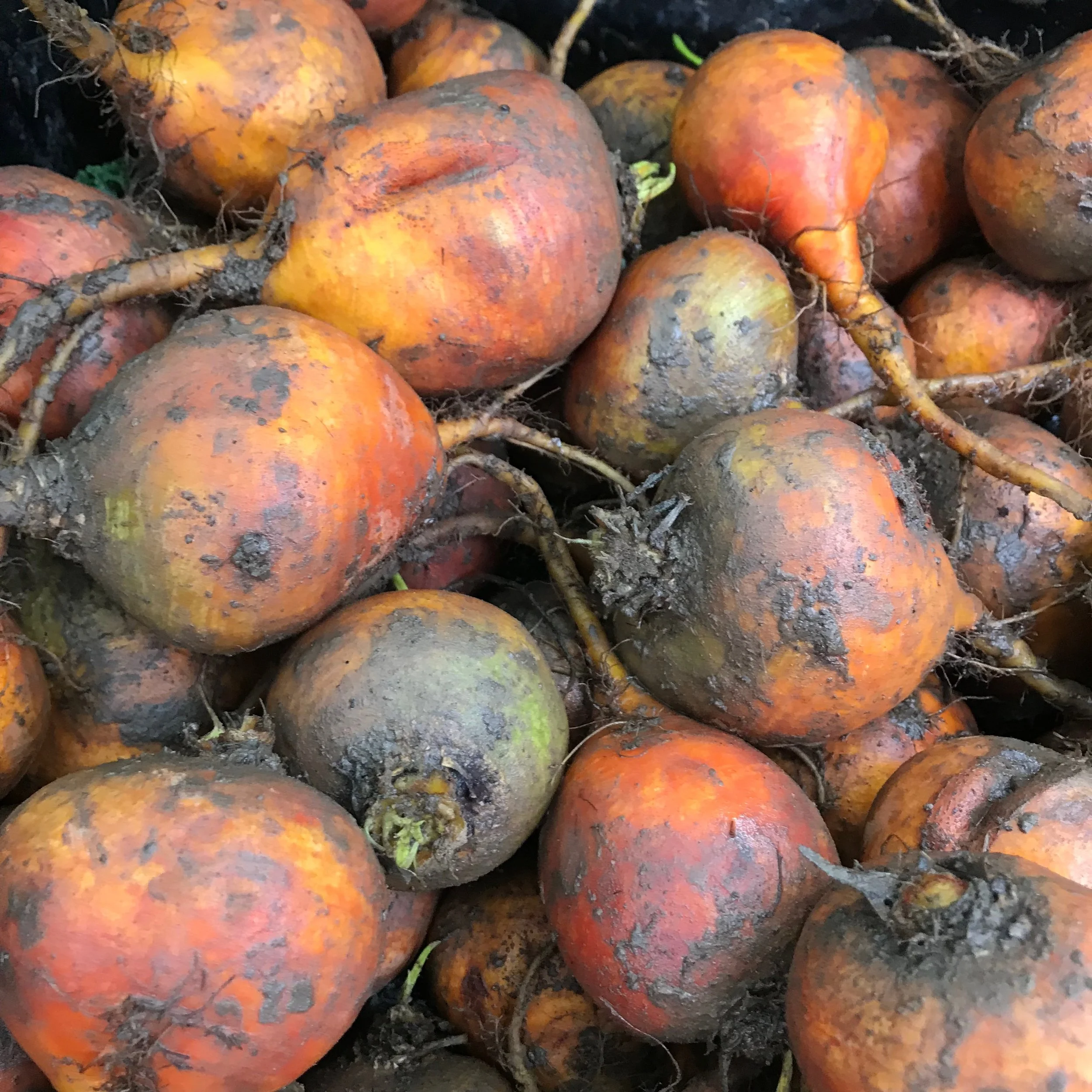 Muddy golden beetroot