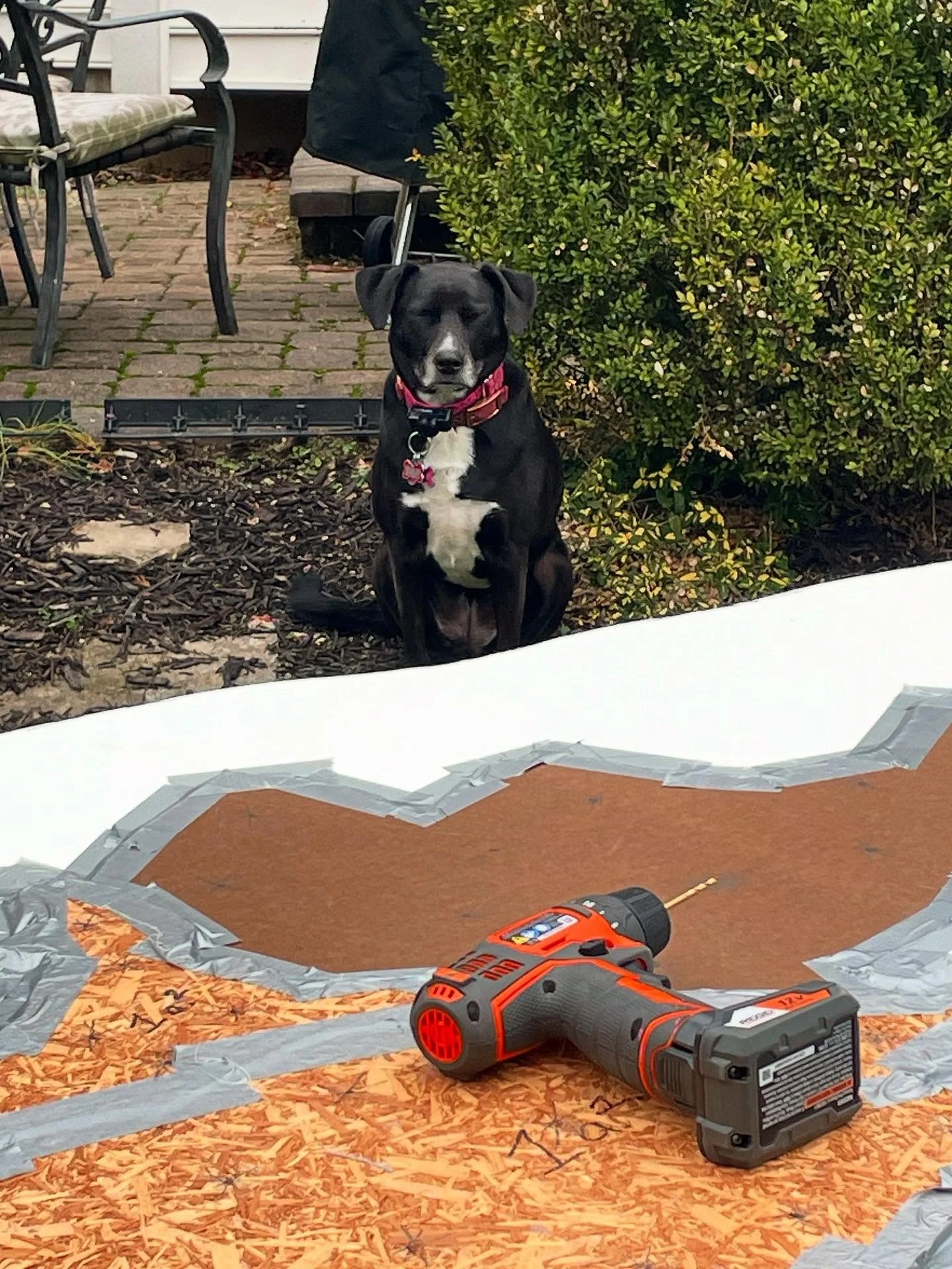 My studio assistant today!❤️🐶🐾 Working outside while I can to drill holes for the 1/2&rdquo; dowel rods.  Excited to work large although it will require some muscle.💪
.
#workinprogress #muscle #cbusmakesart #daalmember #artistcircle1 #contemporary