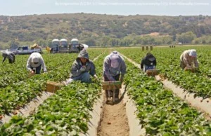 field-workers-300x194.jpg