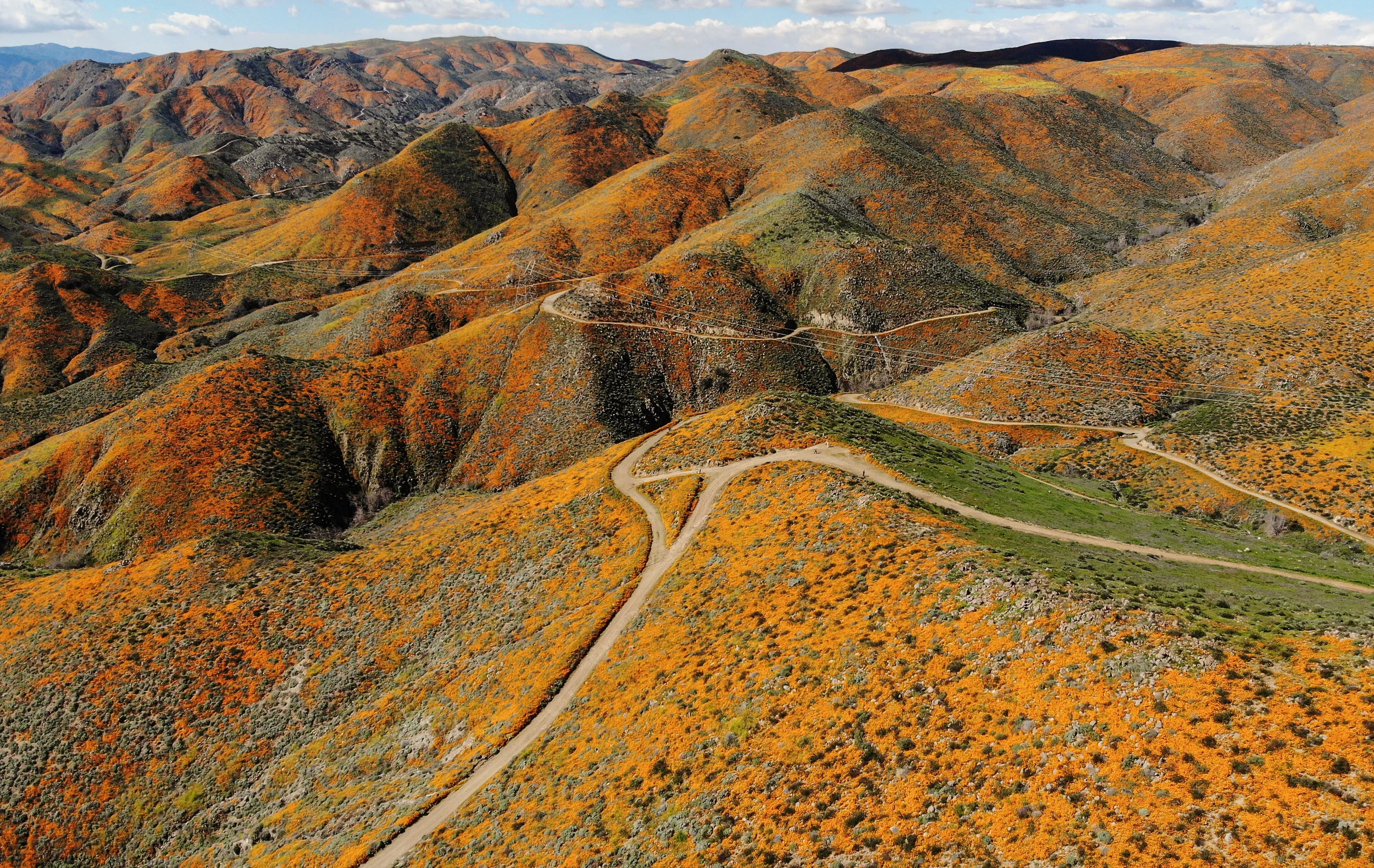 California’s 2019 Super Bloom