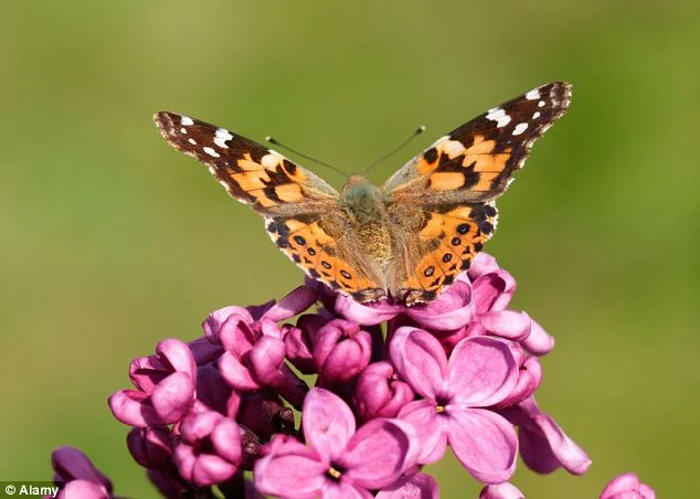 The Painted Lady butterfly