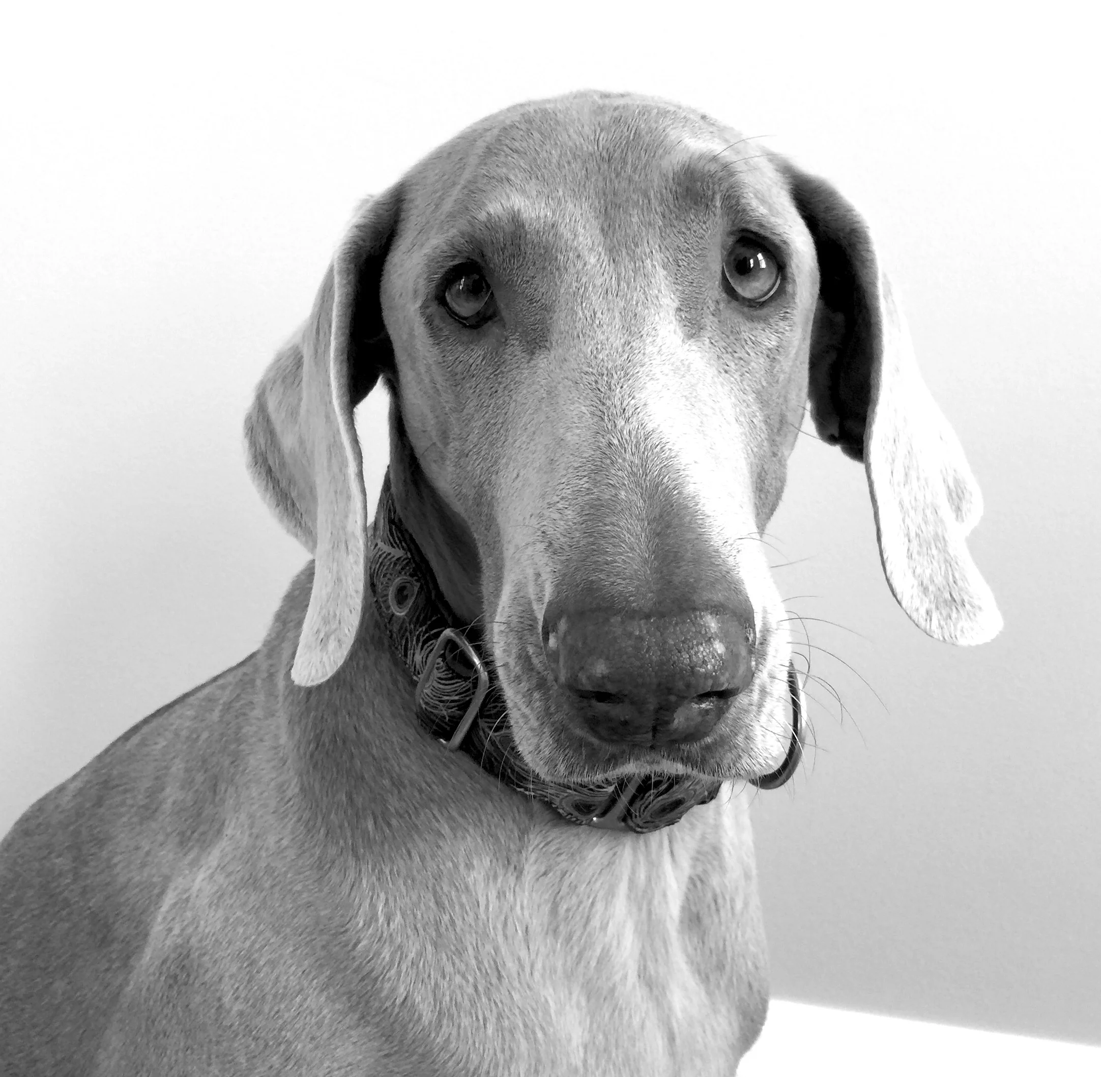 Lulu-mascot-richmond.jpeg