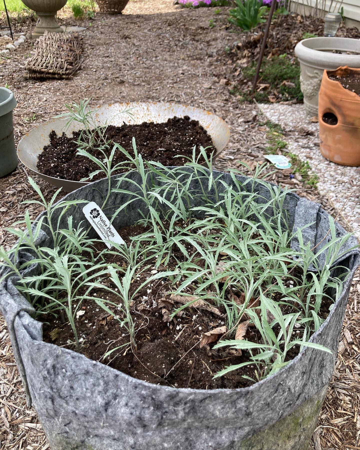 Another successful &ldquo;natives in containers&rdquo; experiment! White sage, Artemisia ludoviciana, from my friends @native_plants_unlimited, successfully lived all last summer and through the winter, flourishing in grow bags from my friend @cultuv