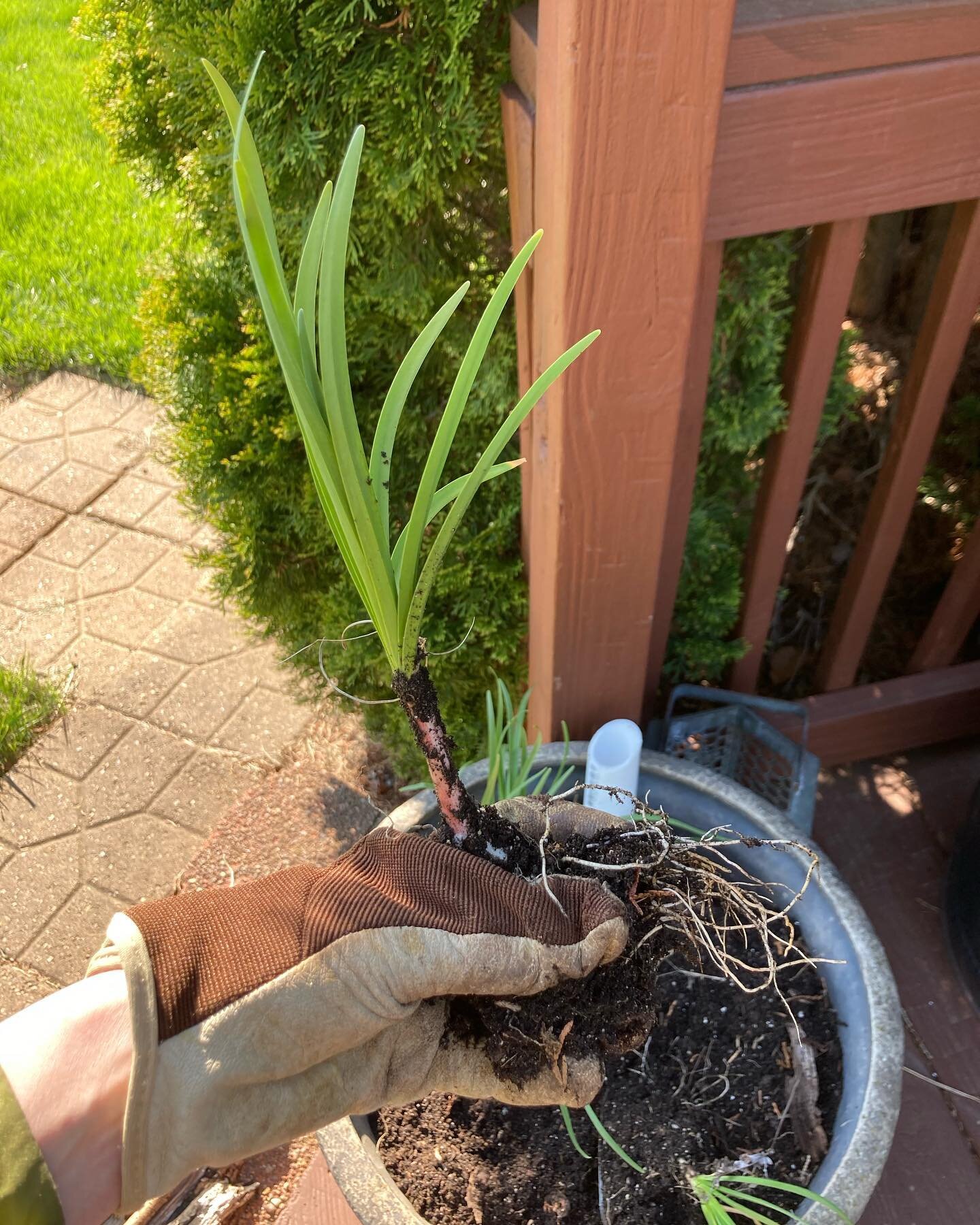 Nodding prairie onion is headed into this container with snapdragons. I don&rsquo;t think a container has ever been done quite like this before 😋but, the onion was FREE from my own ready collection of volunteers. In my container trials, Prairie onio