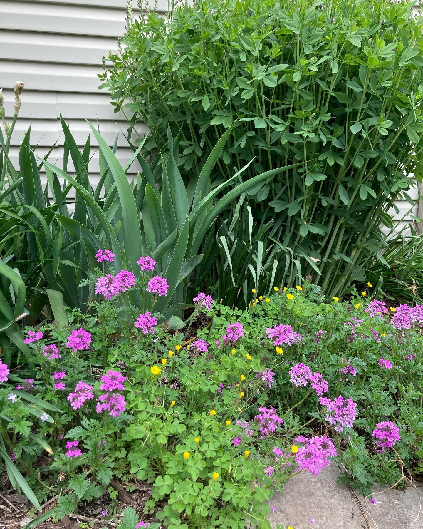 I bet you thought I was going to talk about my pink rose verbena, didn&rsquo;t you? Nope, I wanted to share my newfound appreciation for the &ldquo;weed&rdquo; wood sorrel - the yellow beauty in these images. Many folks are looking for low growing, t