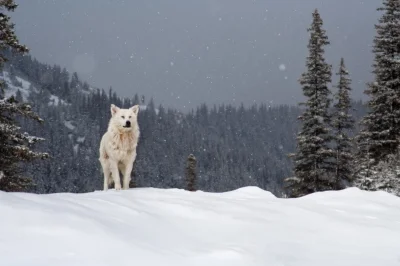 Lost With Wolves