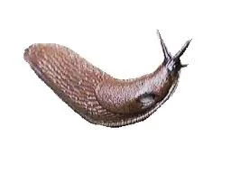 spanskskogssnigel.jpg