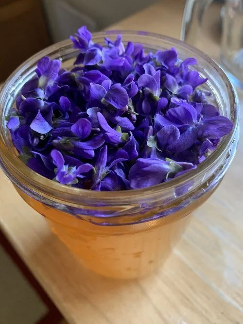 Herbal Ally Of The Week- Violets!