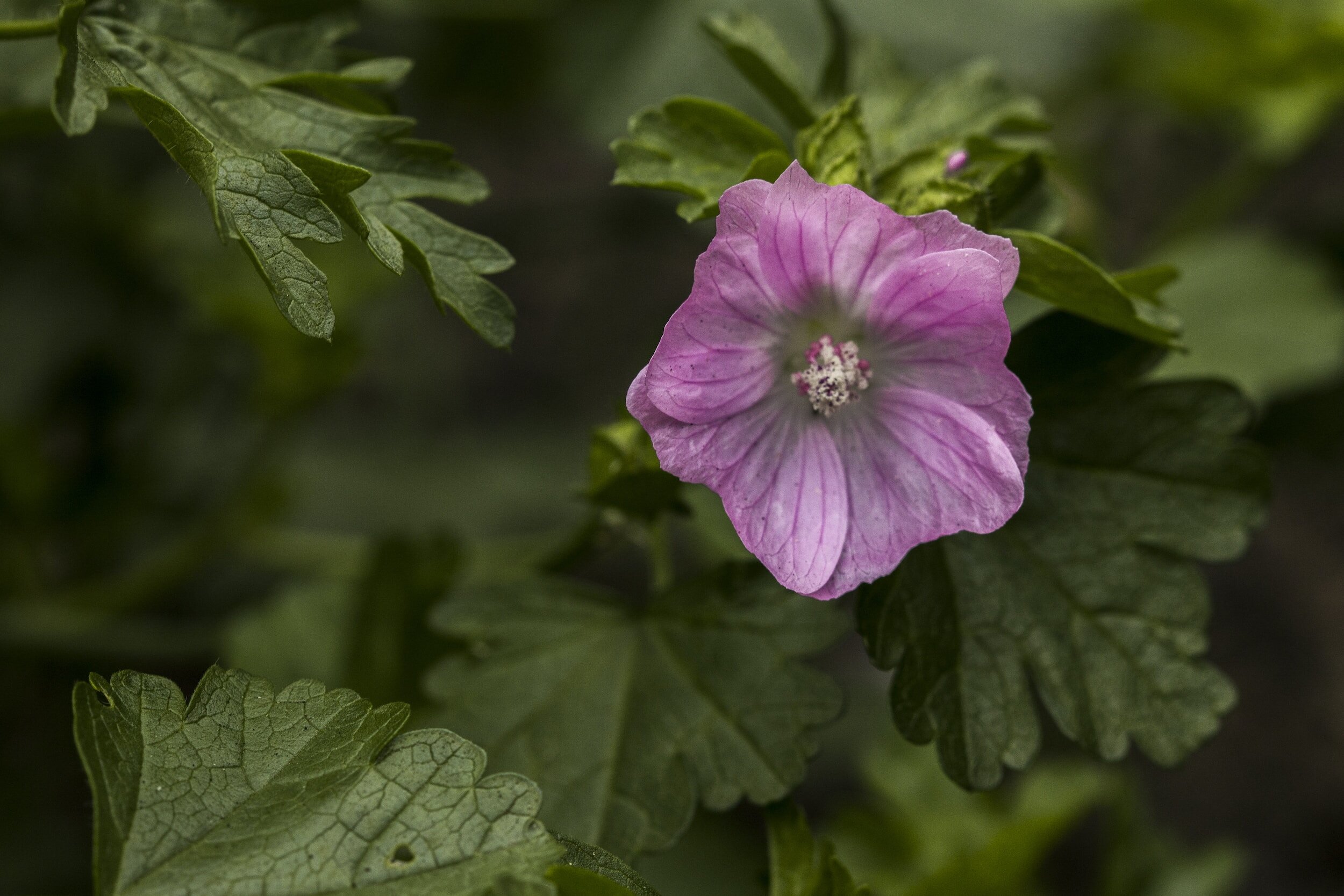 Herbal Ally- Malva