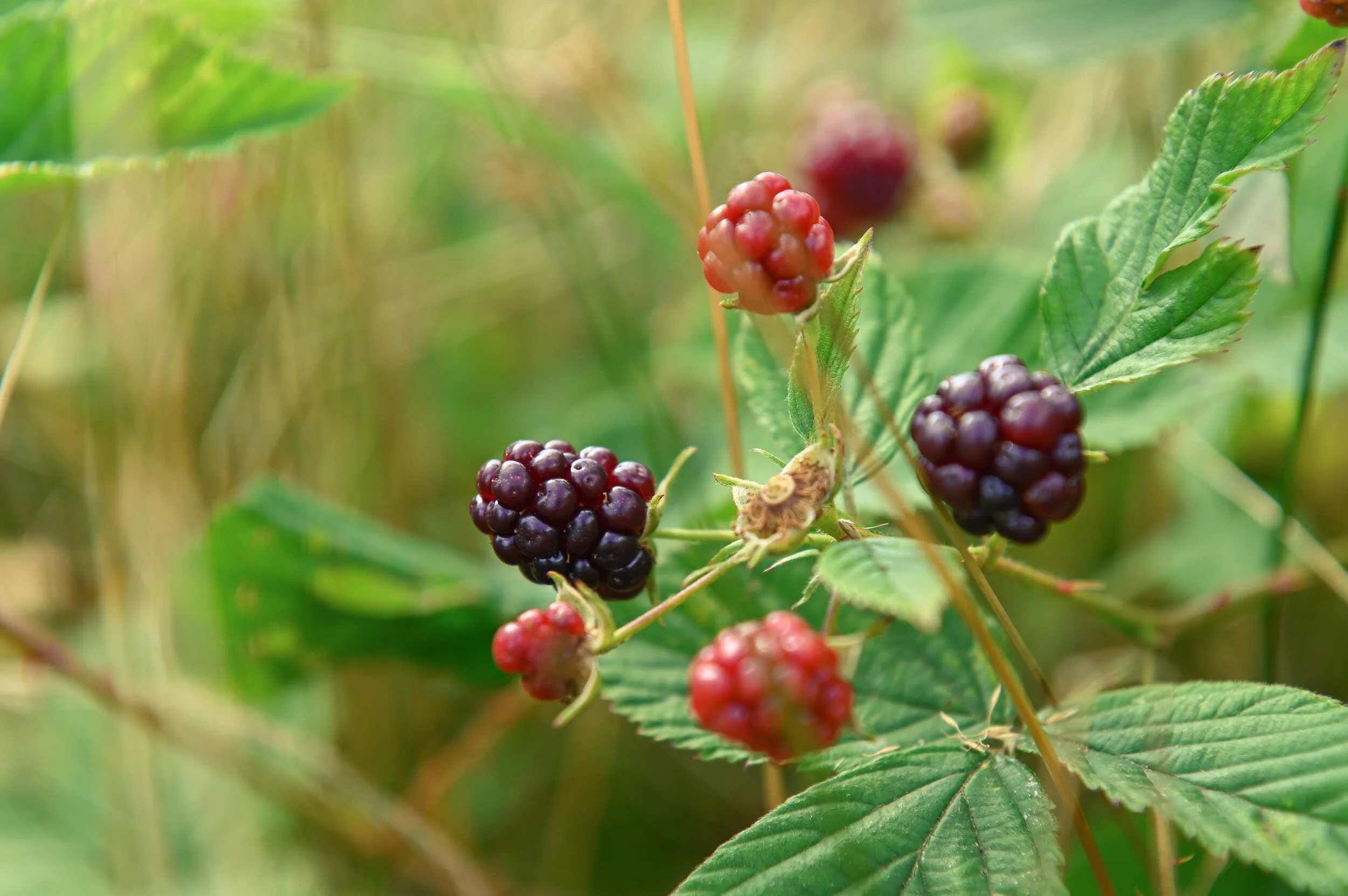Wild Foods!