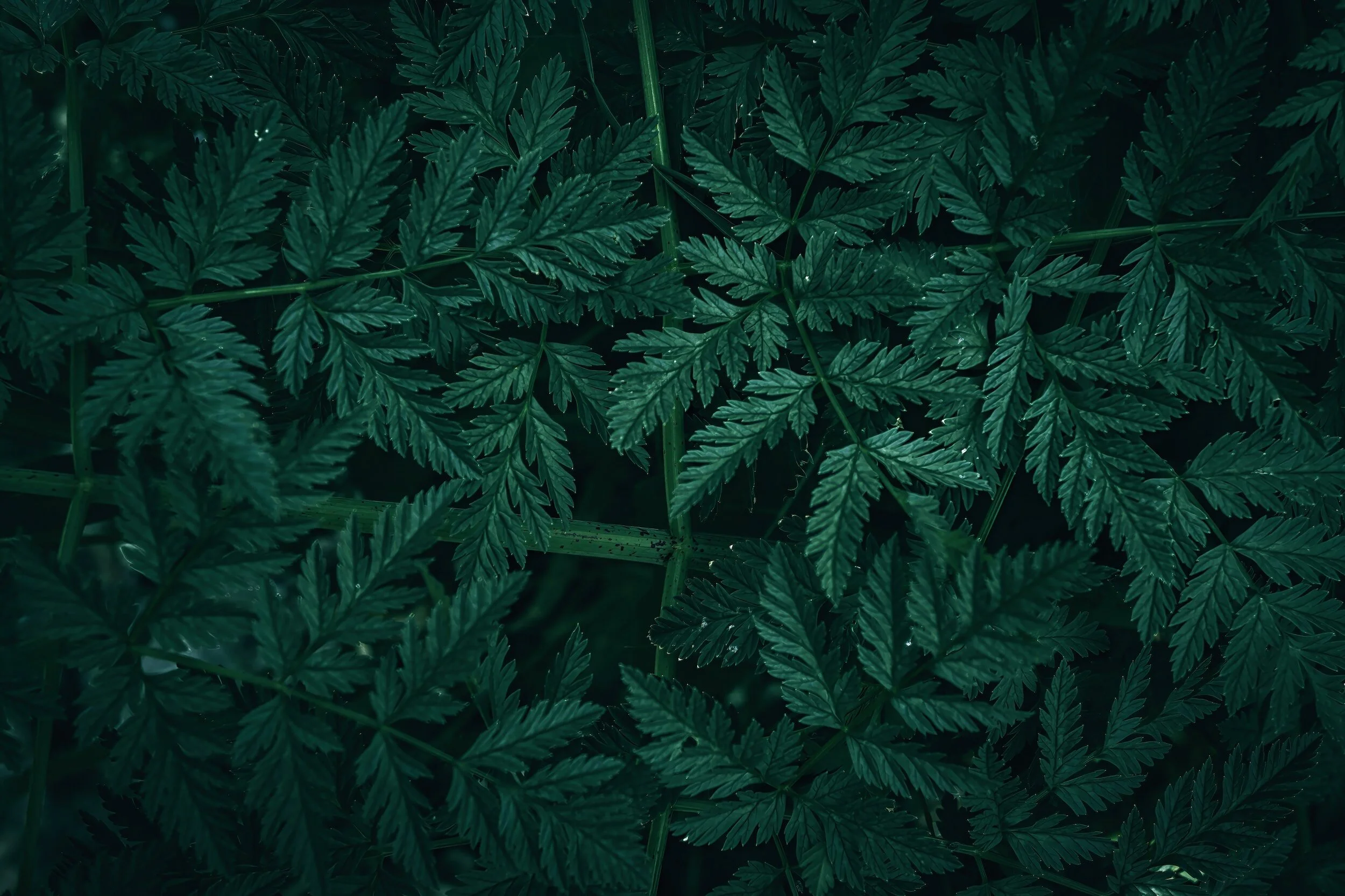 Herbal Ally- Poison Hemlock