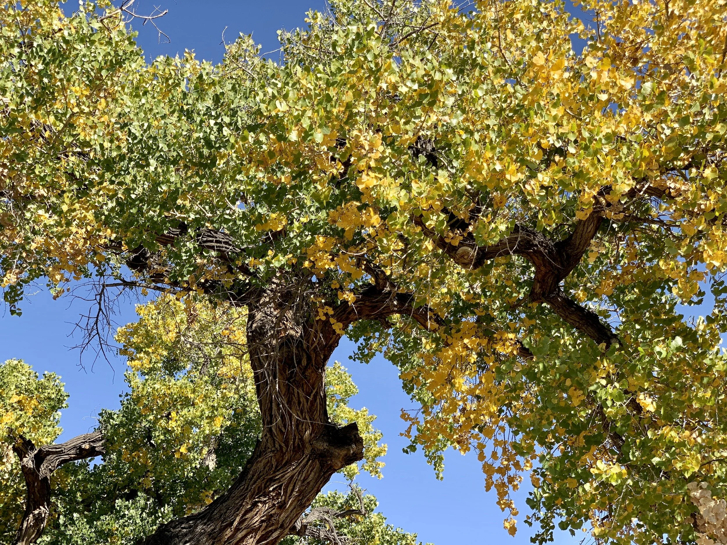 Herbal Ally Of The Week- Cottonwood Trees