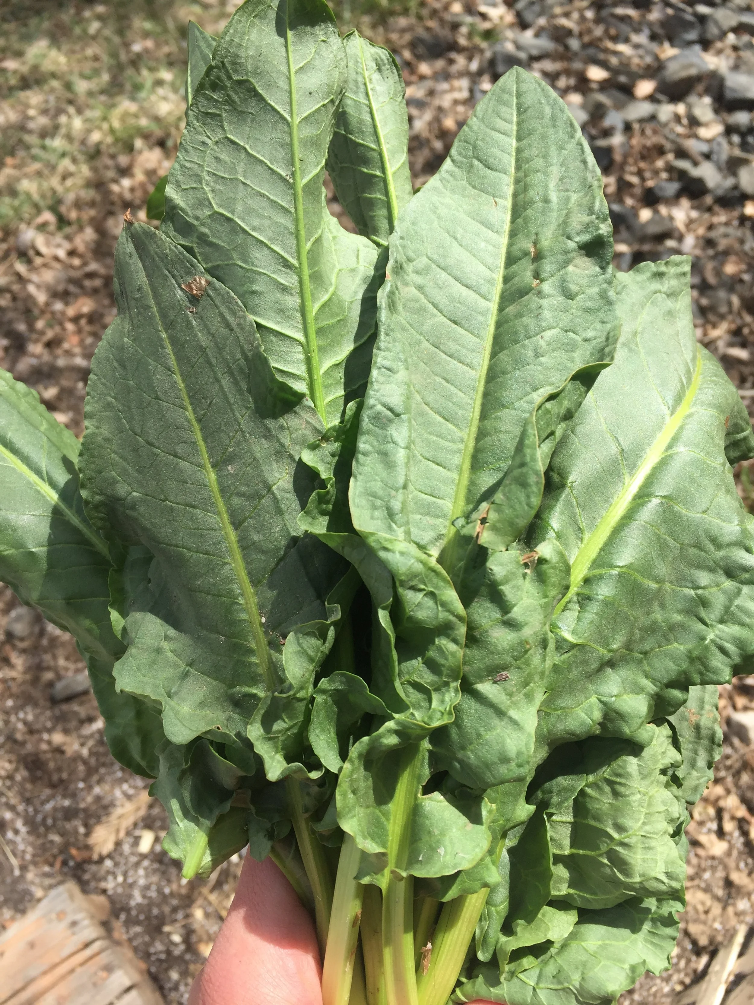 Herbal Ally- Yellow Dock