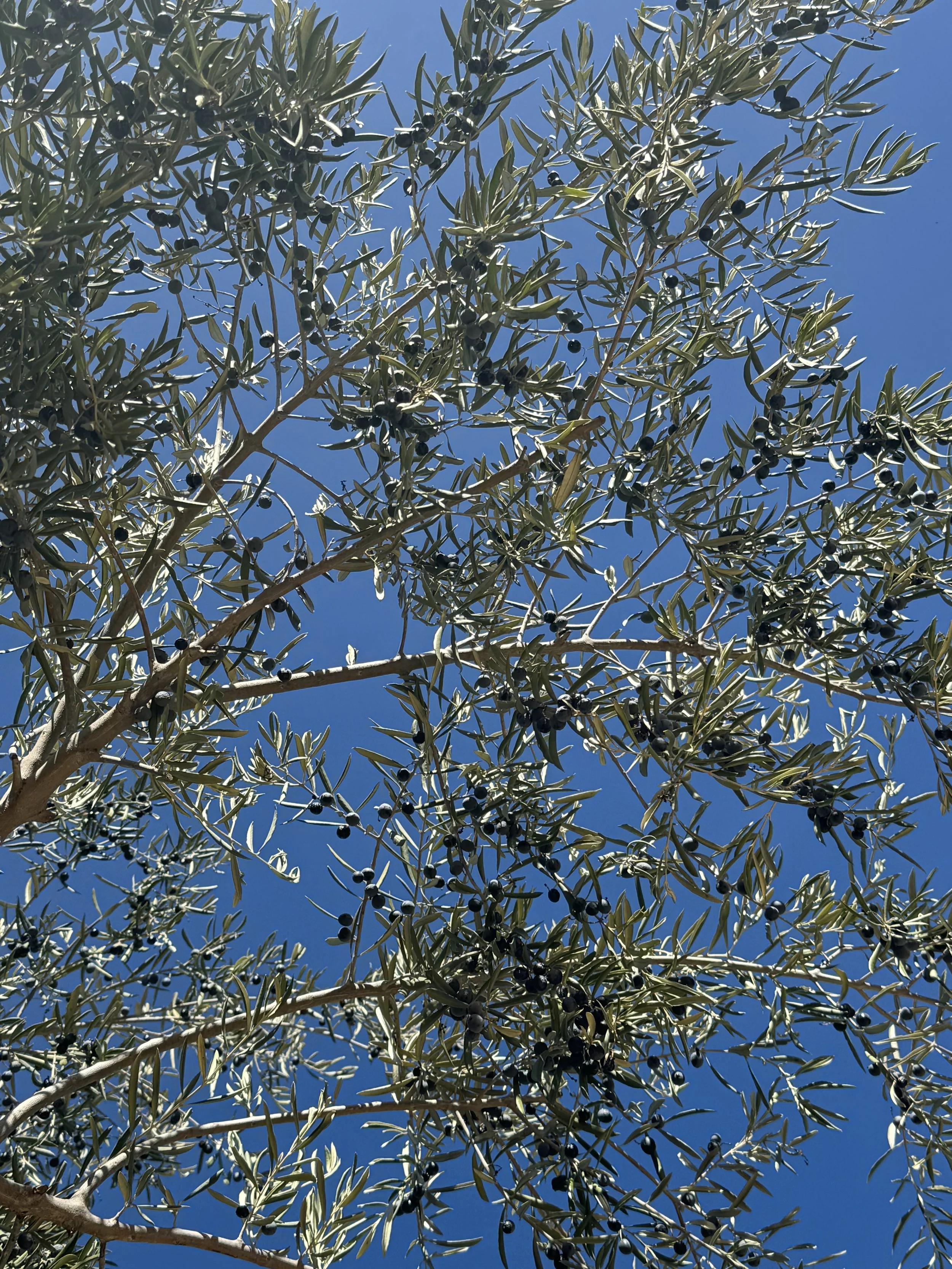 IMG_5231.jpeg
