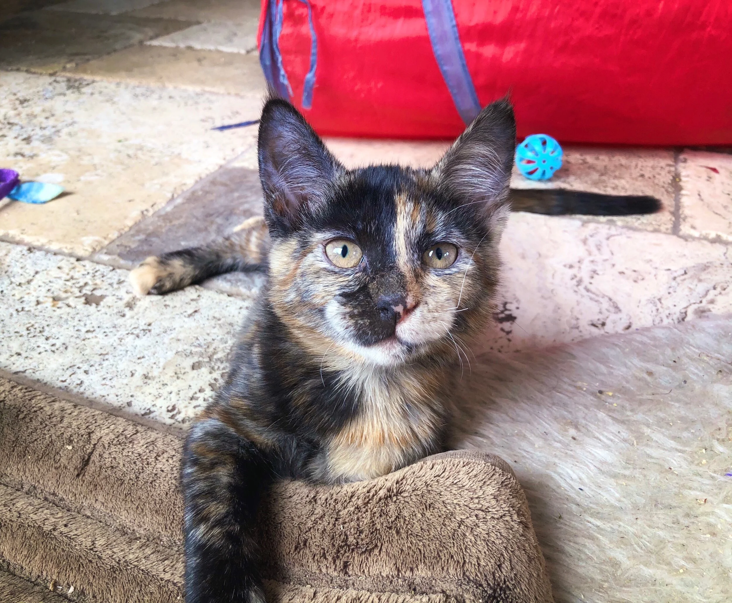 The Wonderful World of Wobblers