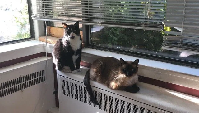 Jennifer’s two rescue kitties, Sam and Oscar