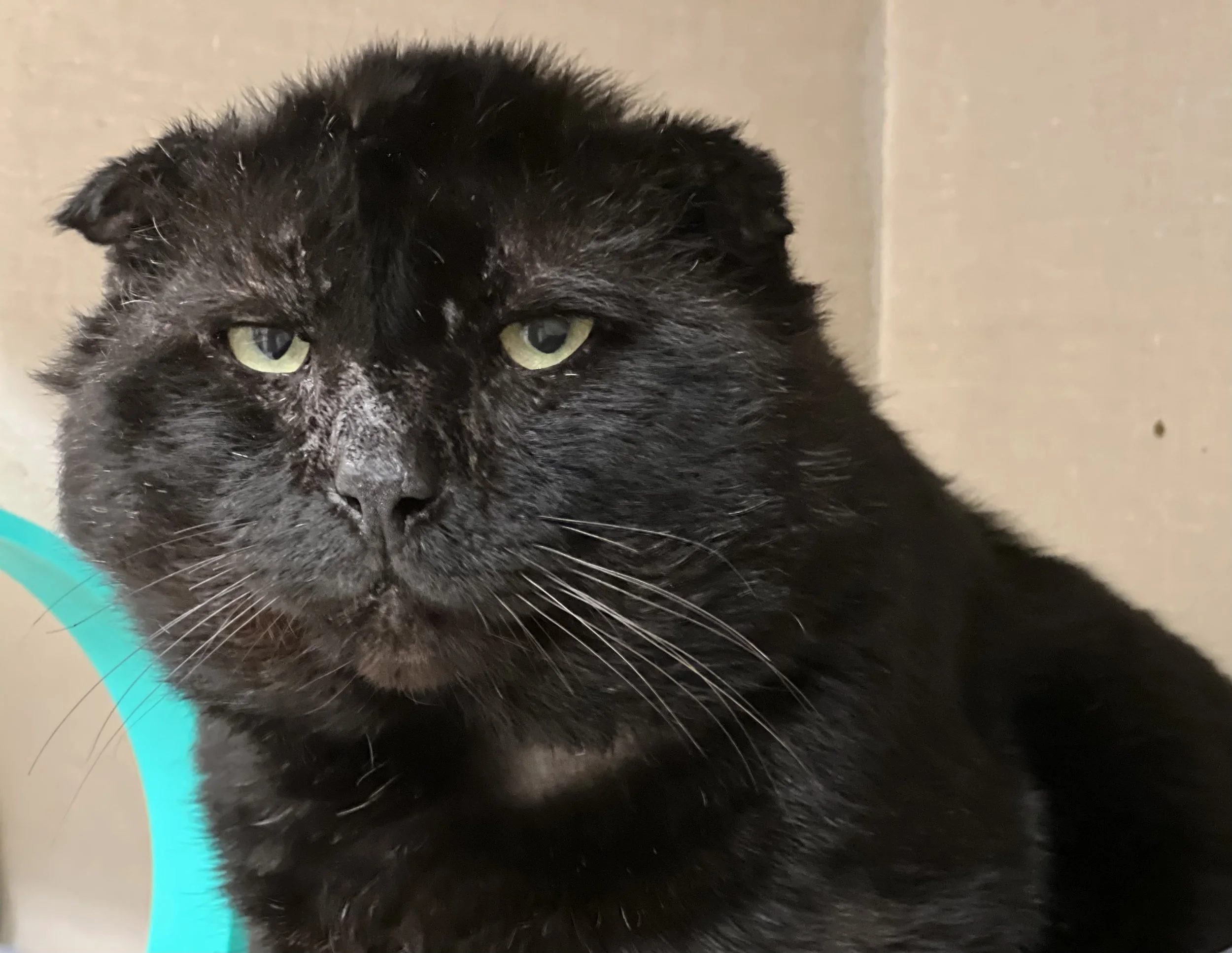 Rescuing Crow: Helping a Homeless Kitty get Healthy