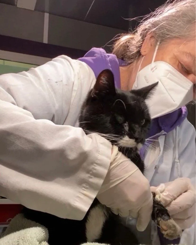 Rescuing Harmon: Not All Kitties Can Fend for Themselves