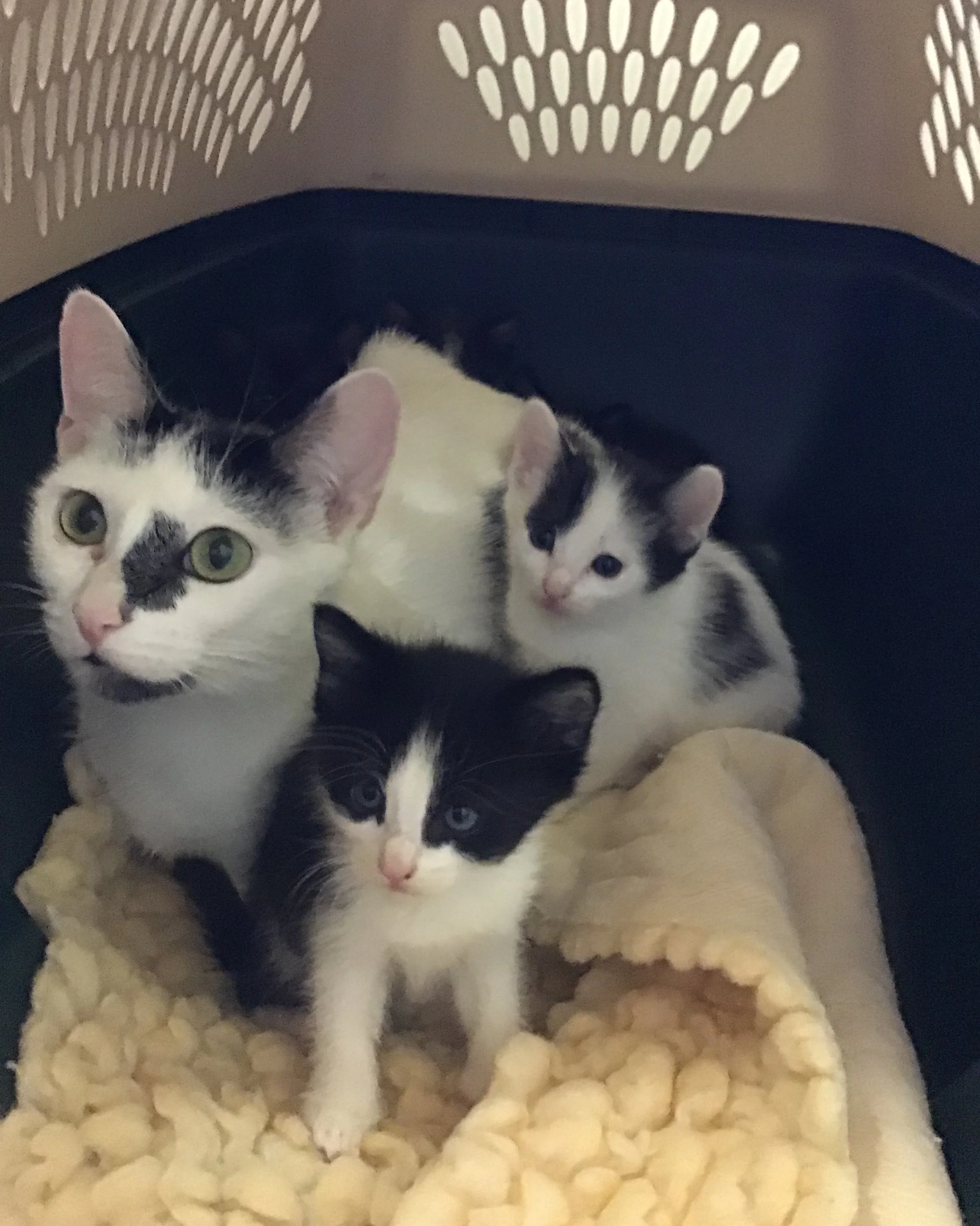 Jubilee’s Covert Cover