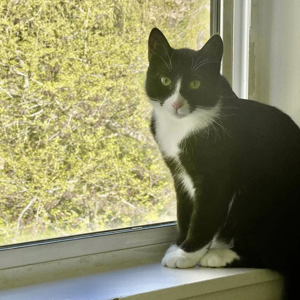 Puccina’s Special Purrsonality