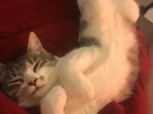 Happy Tails: Sable & Monkee and Jeanine & Cameron