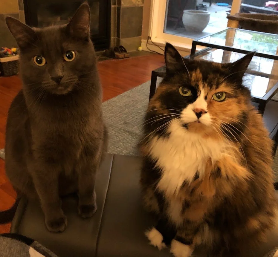 Happy Tails: Stormy and Jeanine
