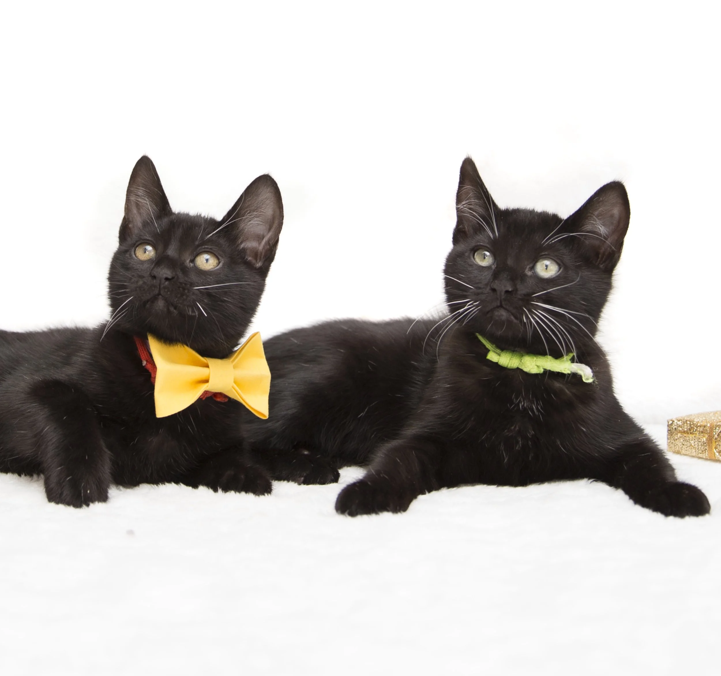 The Wonderful World of Wobblers pt. 2