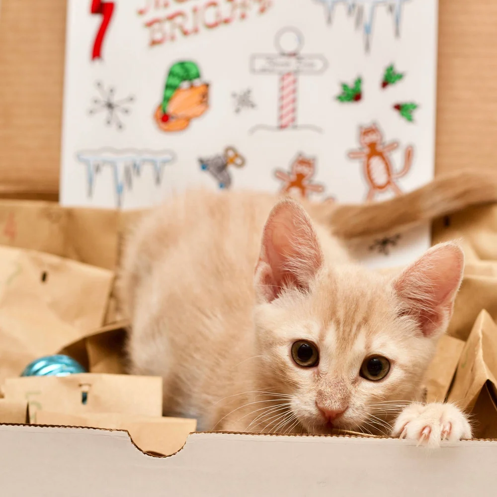 2022 Advent Calendar_2000 - 11.jpeg