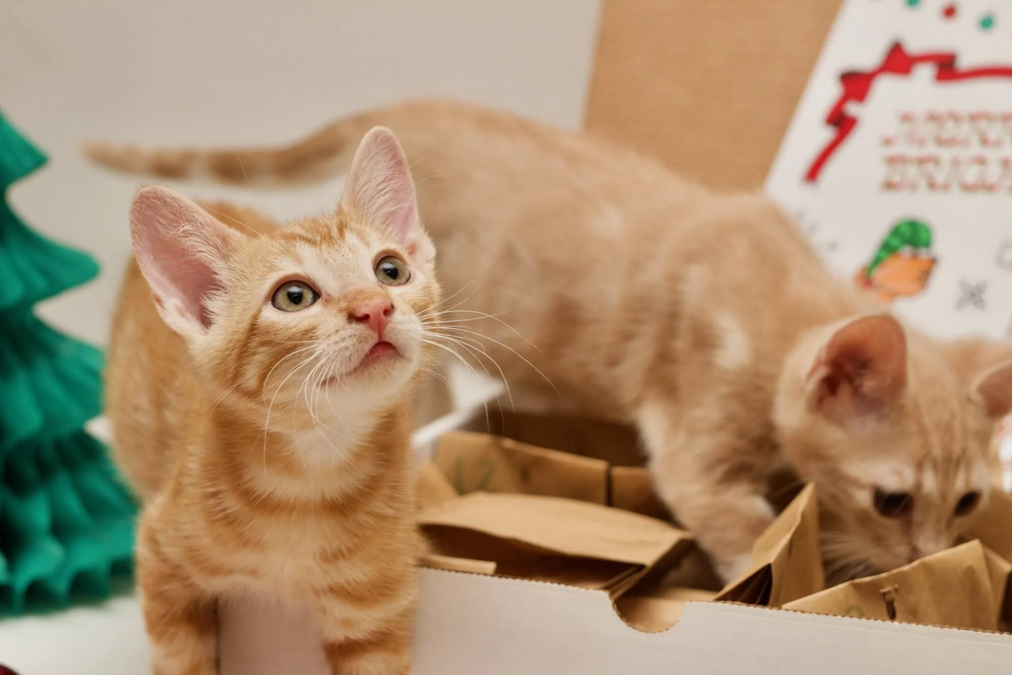 2022 Advent Calendar_2000 - 4.jpeg