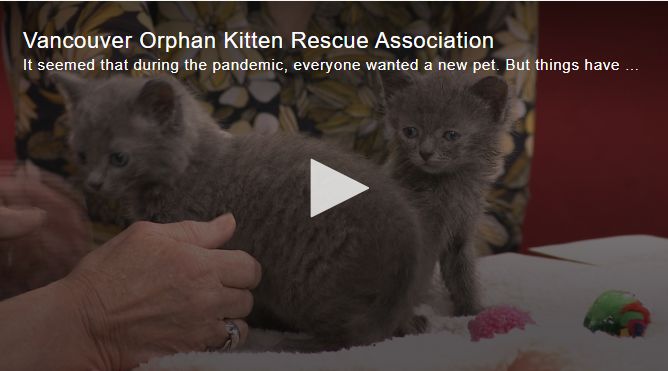 Global News interview with Karen Duncan Co-Founder of Vokra