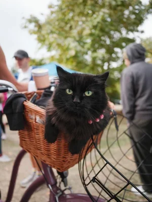 Walk for the Kitties 2026 Gallery