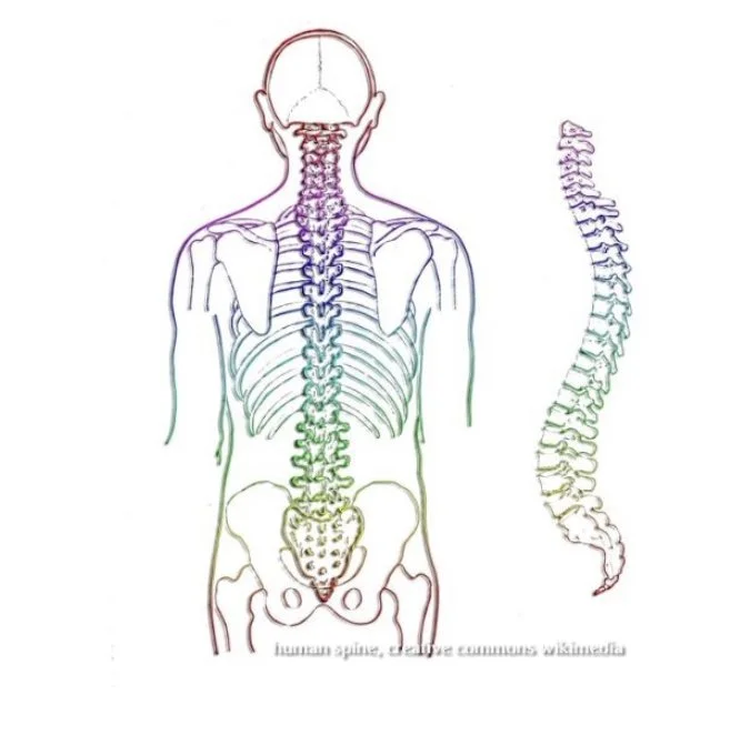 Happy Spine, Happy Life by Alison King Tigges