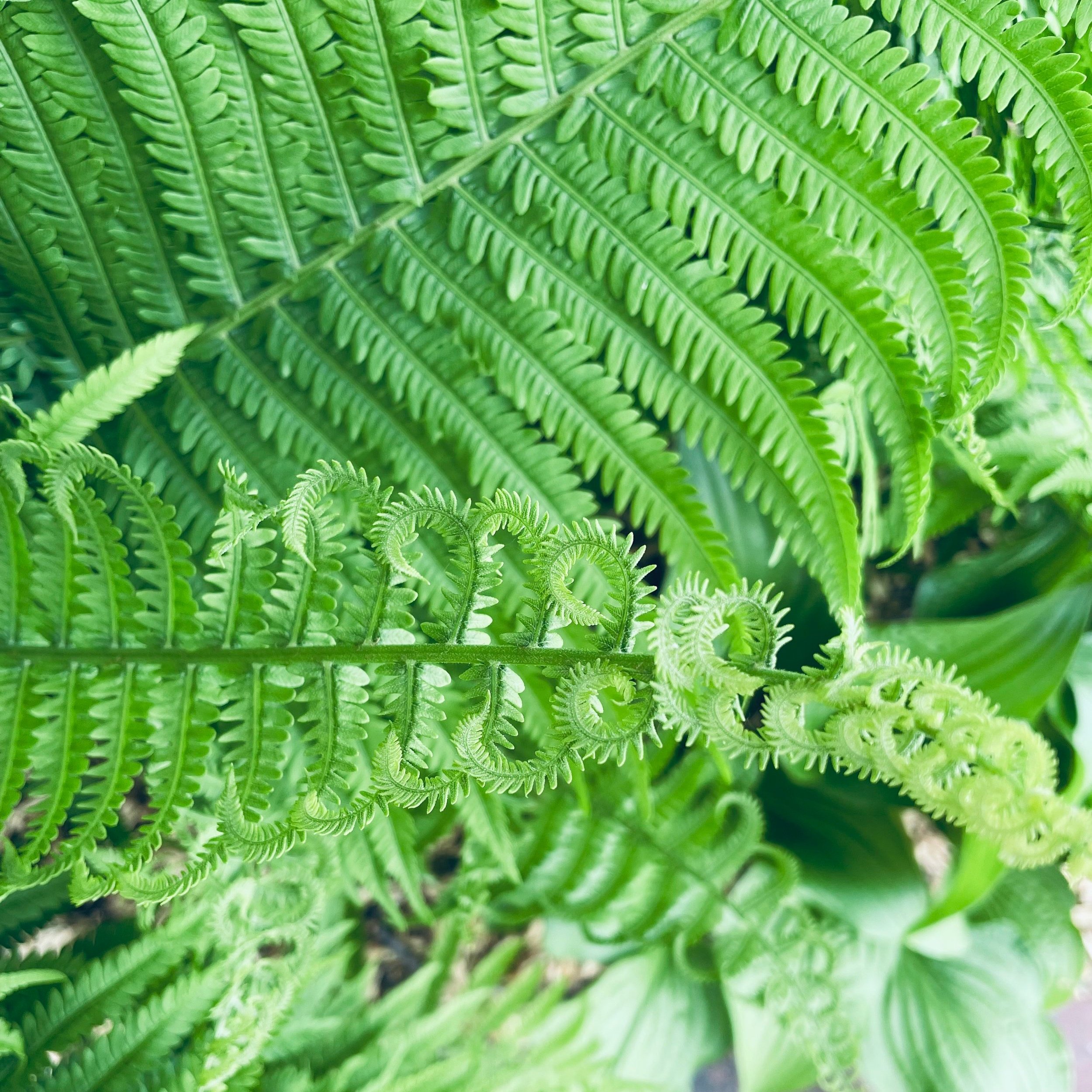 Yoga Lessons in the Garden by Gabe Hopp