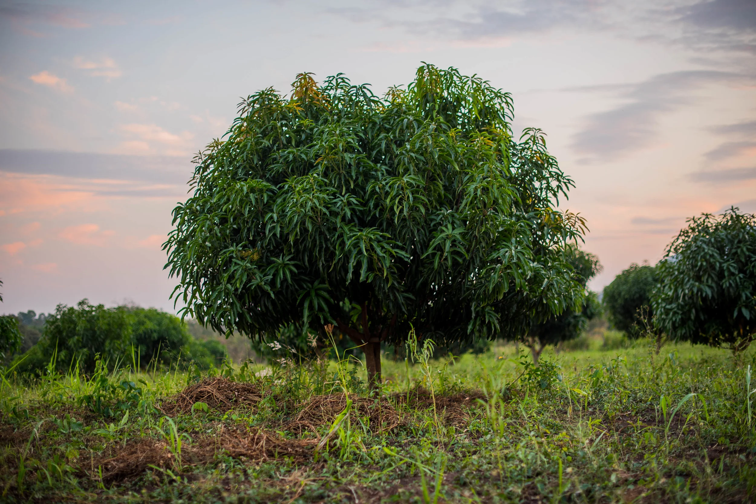 What We Do — The Mango Project