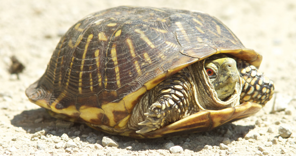 turtle in shell.jpg