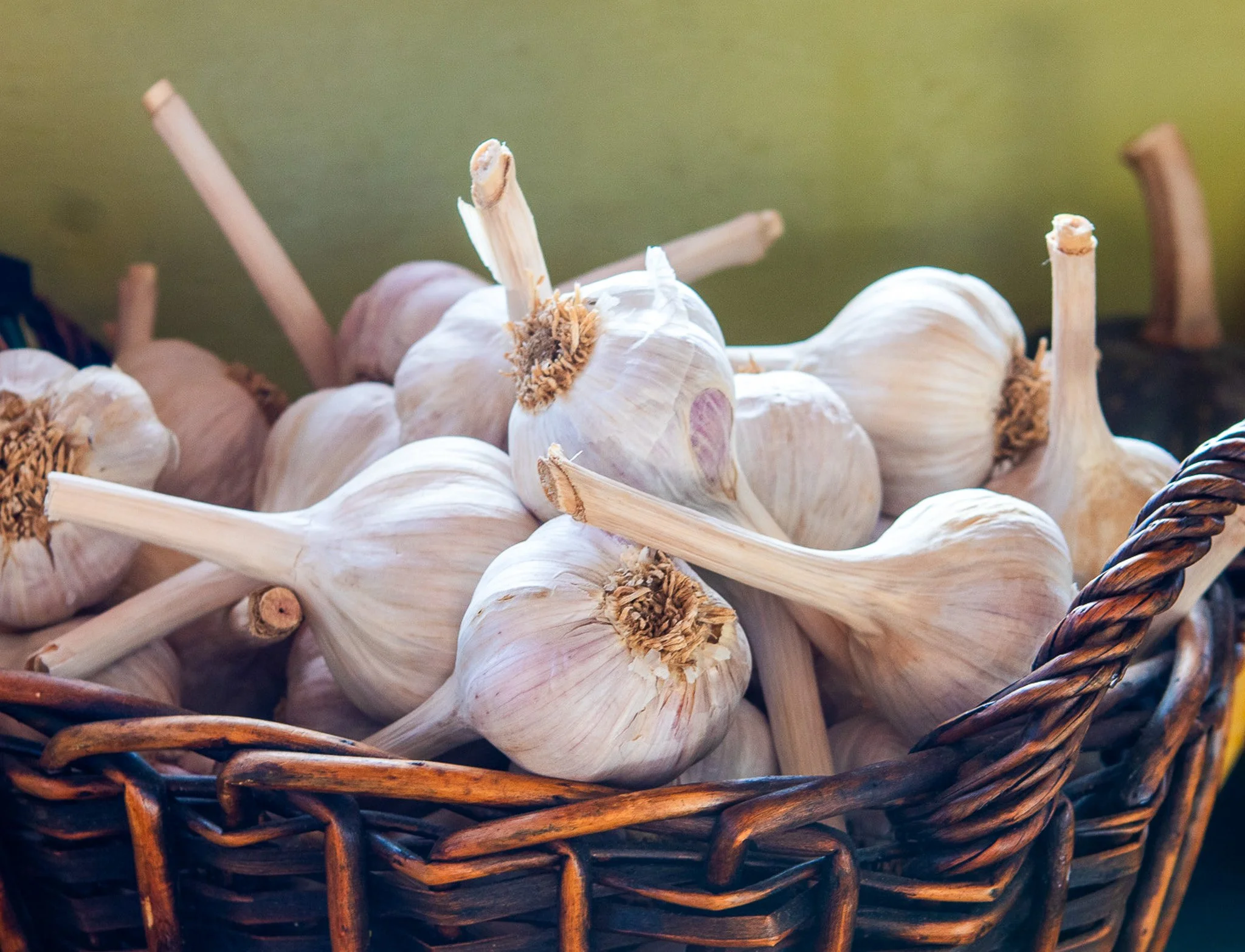 🧄 September has always been harvest season. The grapes, the figs, the last tomatoes, it's the month of gathering what summer made. But it is also planting season! Garlic goes into the ground now with onions &amp; spinach.