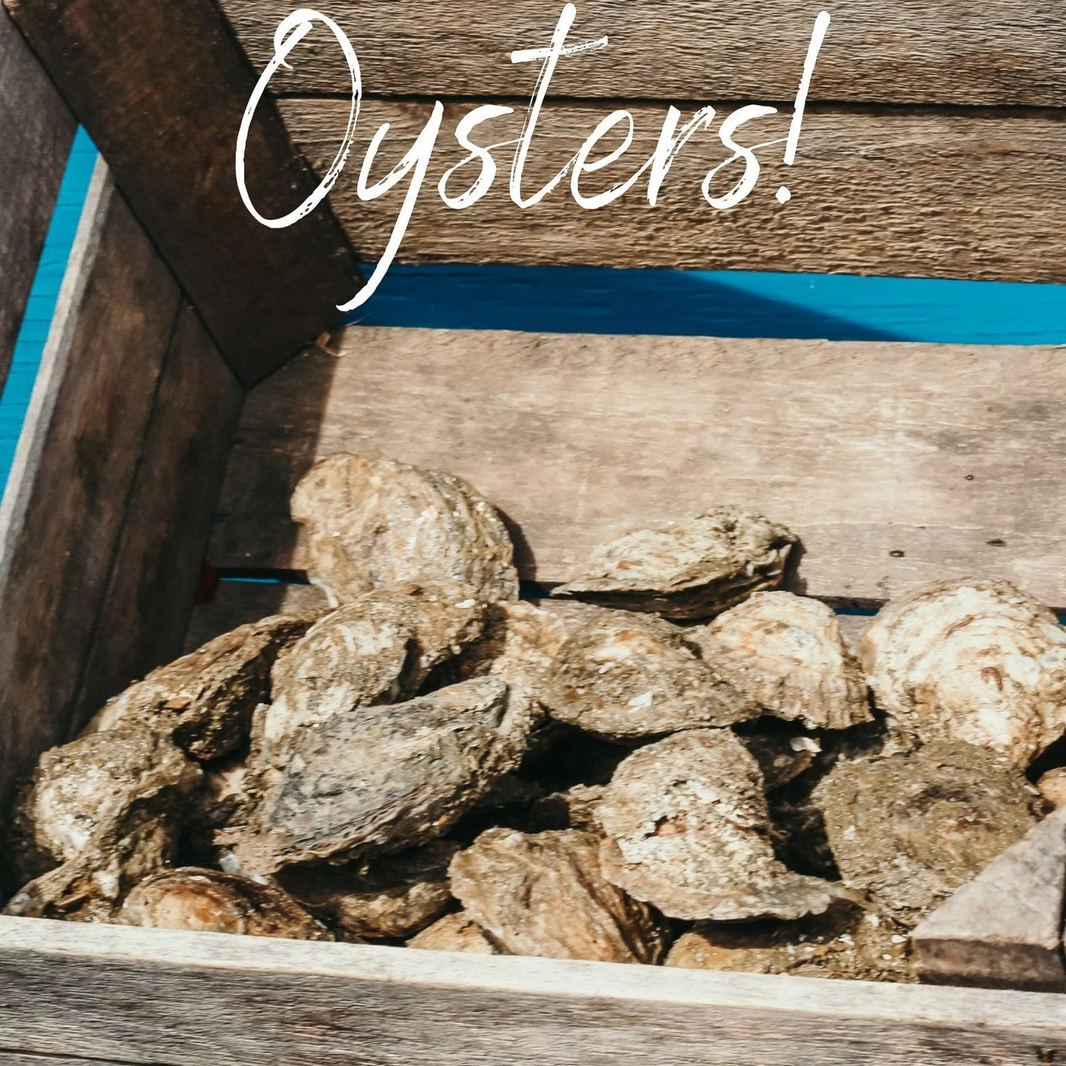 TODAY 📆 Saturday, October 10th 
💵 $1 SHUCKED OYSTERS &mdash; BRING CASH!
⏰ 12-2 PM AT NO THYME TO COOK!
📍 Throughout Solomons Island
Come hungry, bring your cash, and make a day of it! 🦪🍻🌊
👉 Learn more at VisitSolomonsMD.com