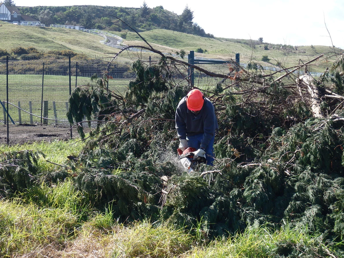 An old shelter belt needed to be cleared to make way for the new workshop.