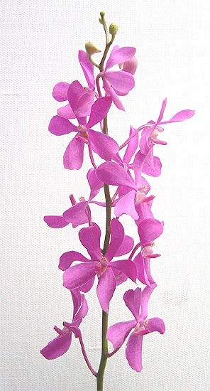 ml-img2.jpg